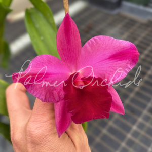 Rlc. Higher Multiplier — Palmer Orchids
